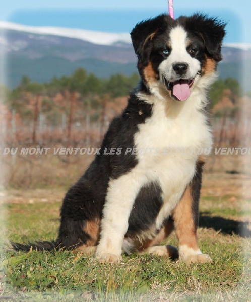 Publication : des Tresors du Mont Ventoux