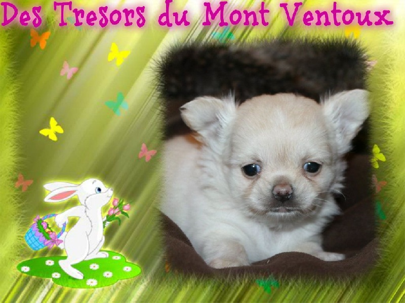 Leony precious pearl des Tresors du Mont Ventoux