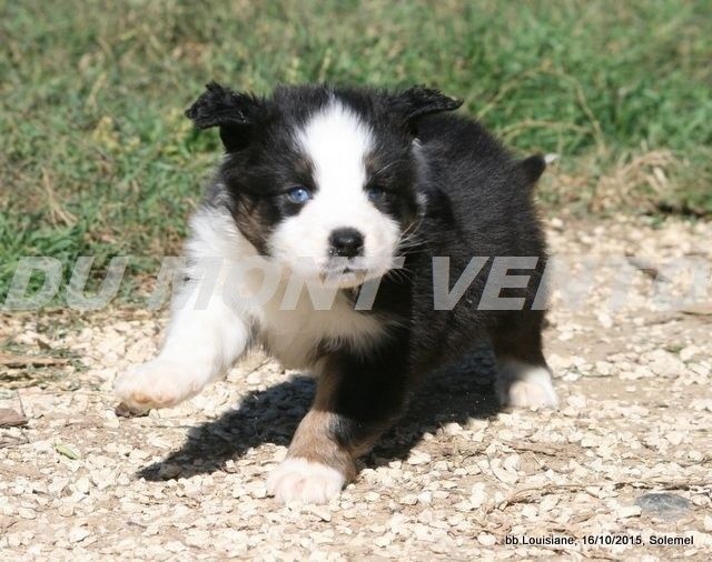Publication : des Tresors du Mont Ventoux