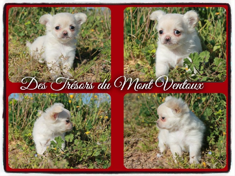 Leony precious pearl des Tresors du Mont Ventoux