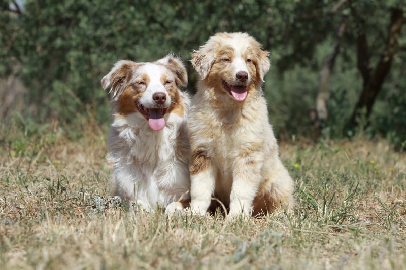 Publication : des Tresors du Mont Ventoux Auteur : VANESSA GROSSEMY