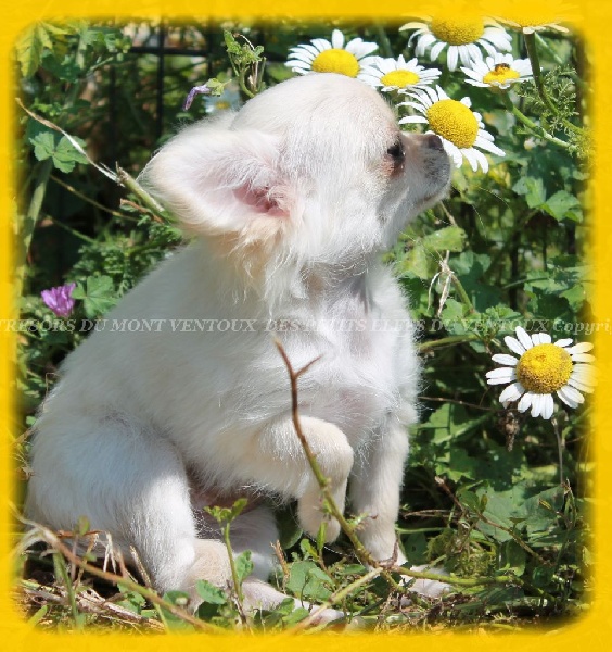 Leony precious pearl des Tresors du Mont Ventoux