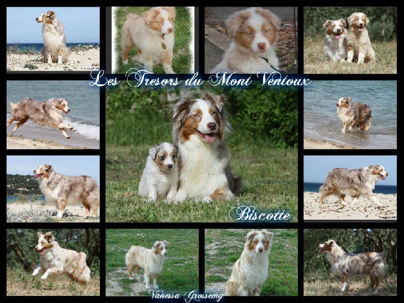 Publication : des Tresors du Mont Ventoux Auteur : VANESSA GROSSEMY