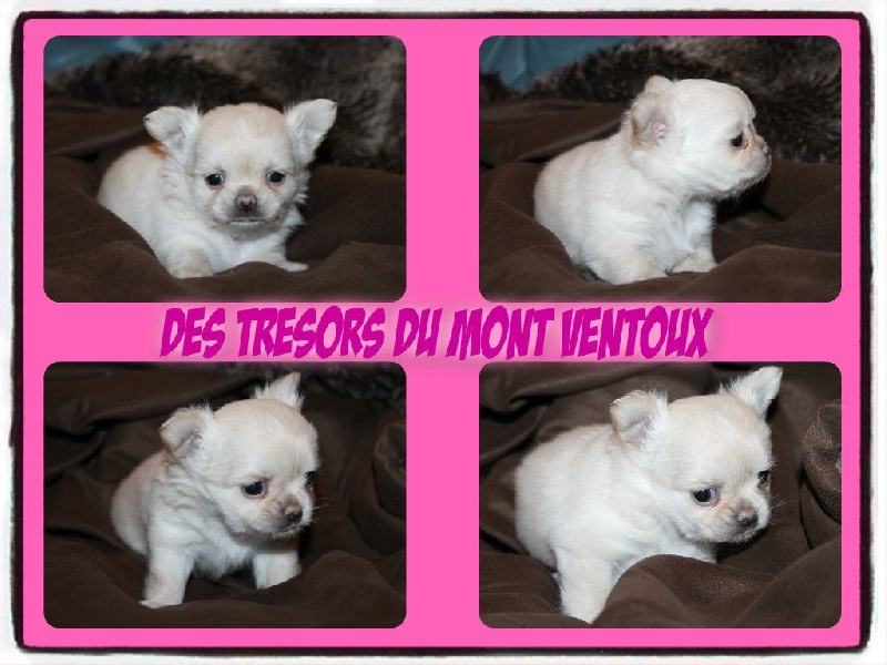 Leony precious pearl des Tresors du Mont Ventoux