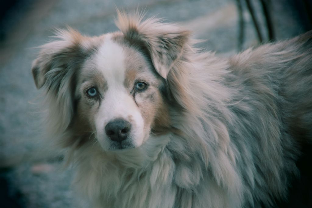 Publication : des Tresors du Mont Ventoux Auteur : VANESSA GROSSEMY
