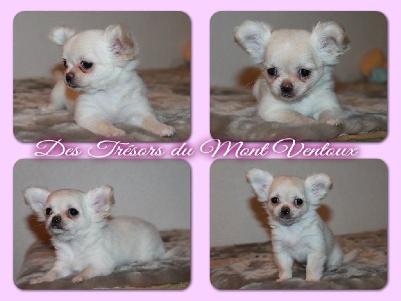 Leony precious pearl des Tresors du Mont Ventoux