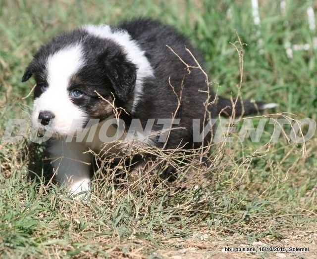 Publication : des Tresors du Mont Ventoux