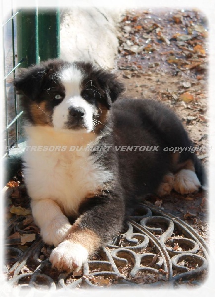 Publication : des Tresors du Mont Ventoux