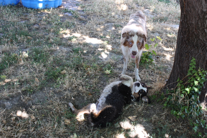 Publication : des Tresors du Mont Ventoux Auteur : VANESSA GROSSEMY