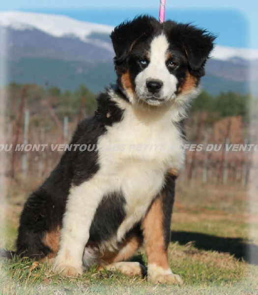 Publication : des Tresors du Mont Ventoux