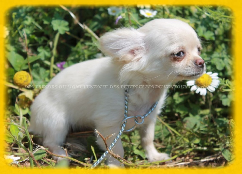 Leony precious pearl des Tresors du Mont Ventoux