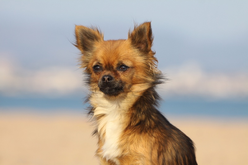 Publication : des Tresors du Mont Ventoux Auteur : VANESSA GROSSEMY