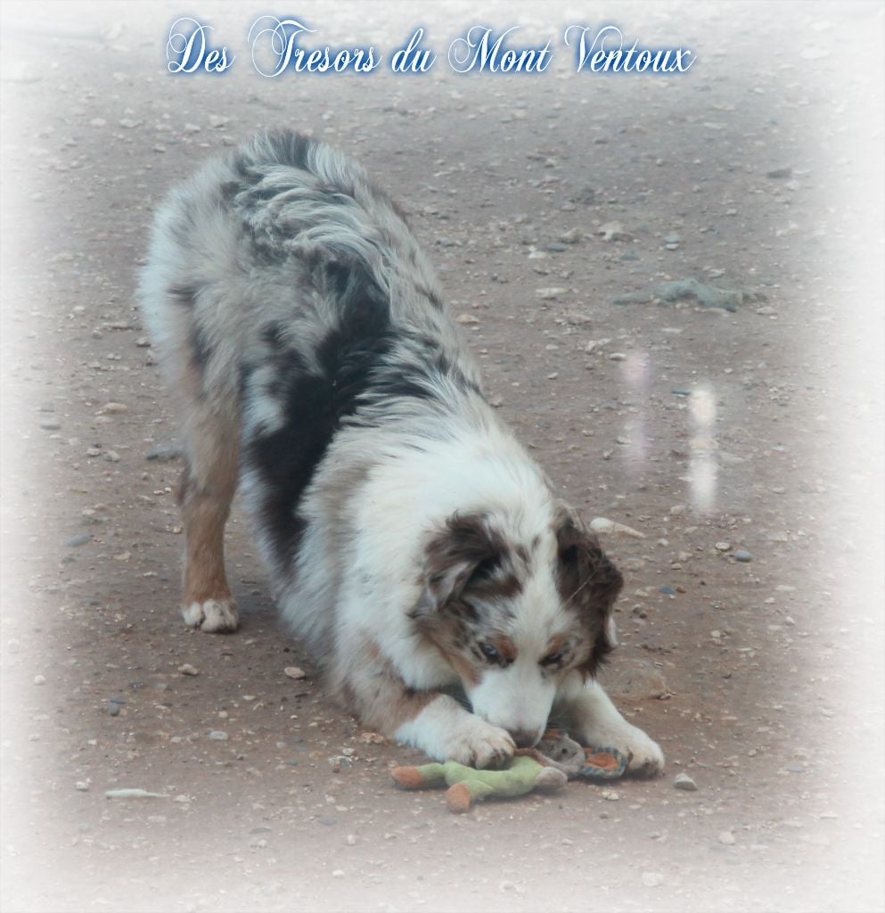 Publication : des Tresors du Mont Ventoux