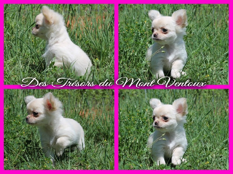 Leony precious pearl des Tresors du Mont Ventoux