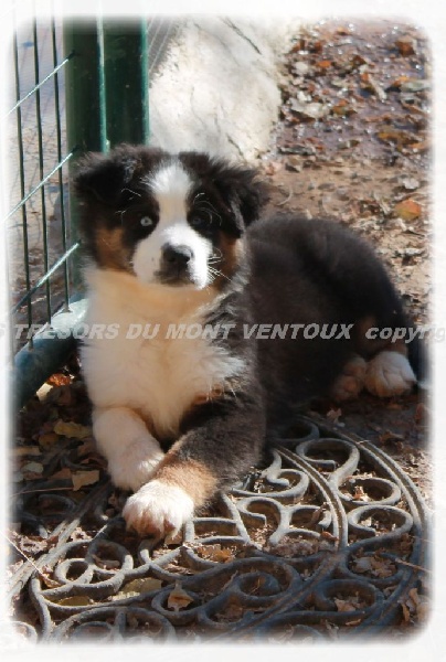 Publication : des Tresors du Mont Ventoux