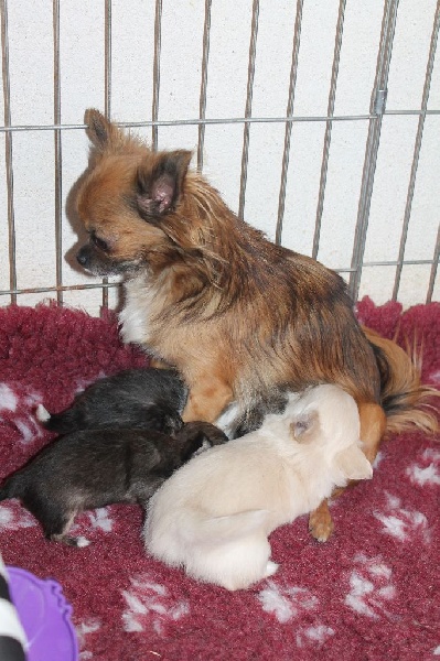 Leony precious pearl des Tresors du Mont Ventoux