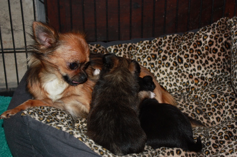 Publication : des Tresors du Mont Ventoux Auteur : VANESSA GROSSEMY