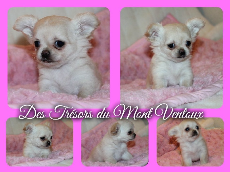 Leony precious pearl des Tresors du Mont Ventoux