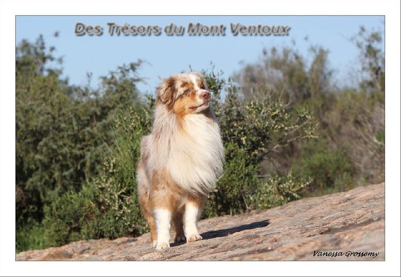 Publication : des Tresors du Mont Ventoux  Auteur : Vanessa GROSSEMY