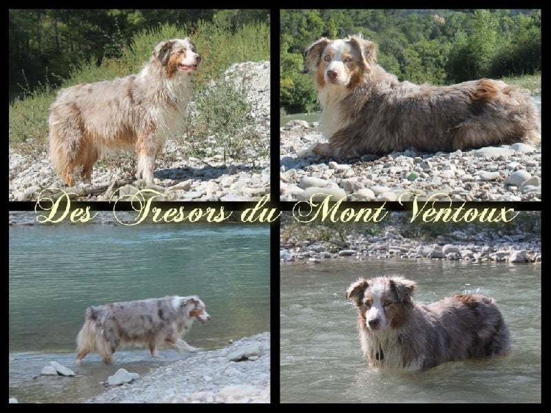 Publication : des Tresors du Mont Ventoux Auteur : VANESSA GROSSEMY