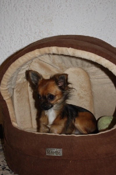 Publication : des Tresors du Mont Ventoux Auteur : VANESSA GROSSEMY