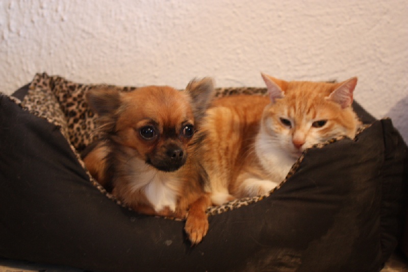 Publication : des Tresors du Mont Ventoux Auteur : VANESSA GROSSEMY