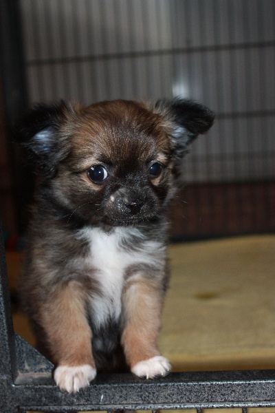 Publication : des Tresors du Mont Ventoux Auteur : VANESSA GROSSEMY