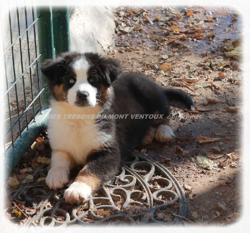 Publication : des Tresors du Mont Ventoux