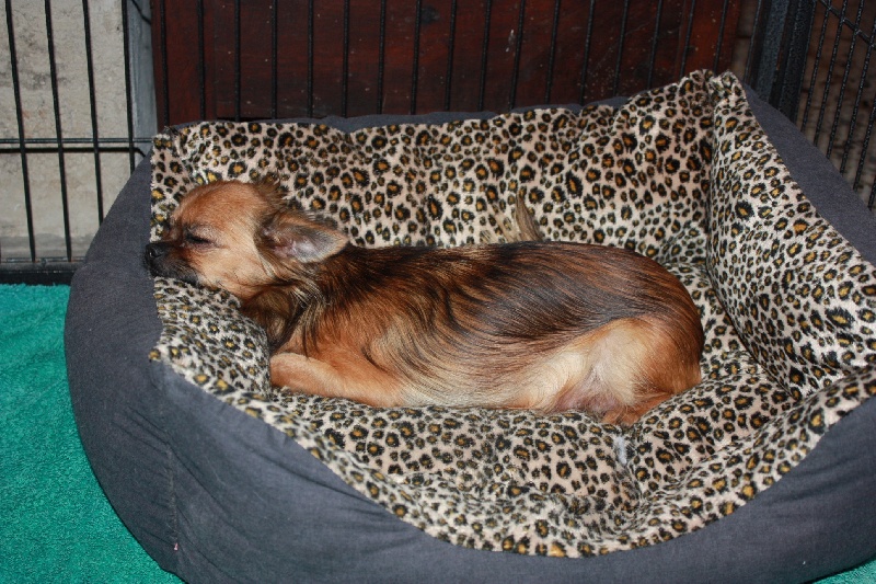 Publication : des Tresors du Mont Ventoux Auteur : VANESSA GROSSEMY