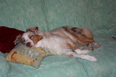 Publication : des Tresors du Mont Ventoux Auteur : VANESSA GROSSEMY