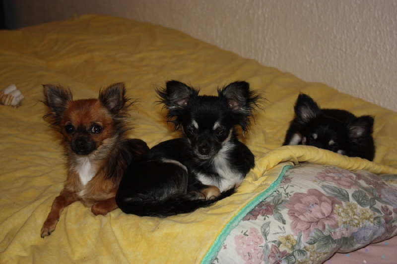 Publication : des Tresors du Mont Ventoux Auteur : VANESSA GROSSEMY