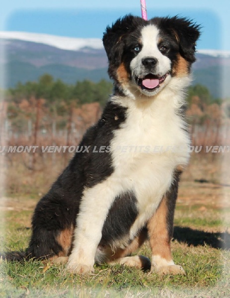 Publication : des Tresors du Mont Ventoux