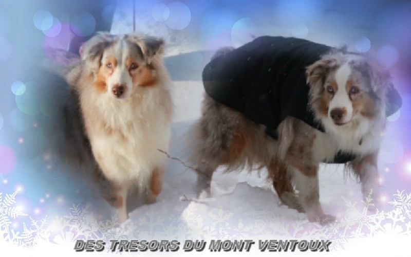 Publication : des Tresors du Mont Ventoux Auteur : VANESSA GROSSEMY