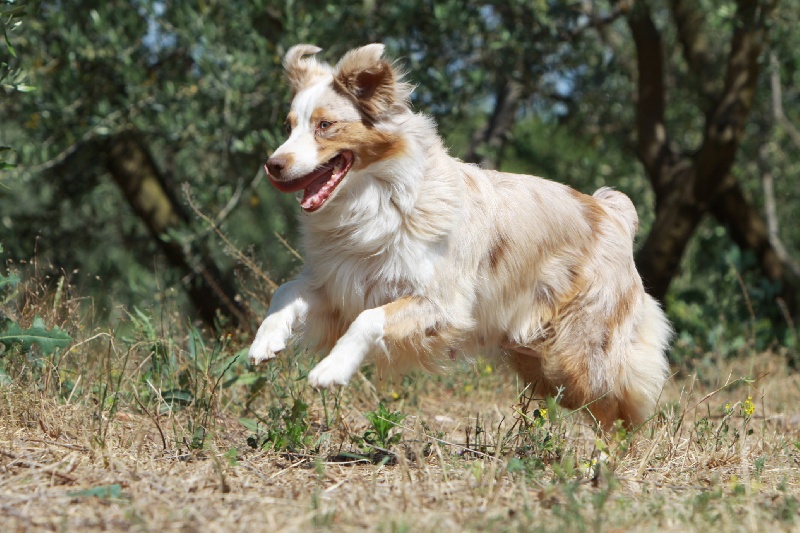 Publication : des Tresors du Mont Ventoux Auteur : VANESSA GROSSEMY