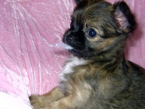 Publication : des Tresors du Mont Ventoux Auteur : VANESSA GROSSEMY