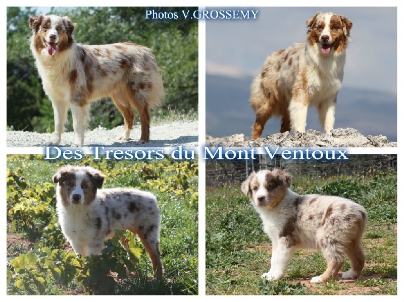 Publication : des Tresors du Mont Ventoux  Auteur : VANESSA GROSSEMY