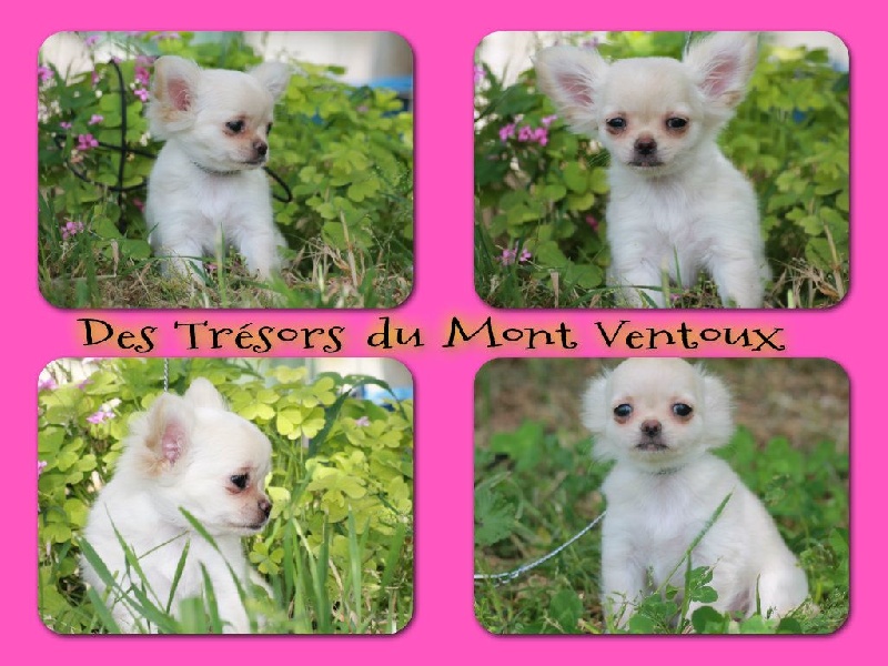 Leony precious pearl des Tresors du Mont Ventoux