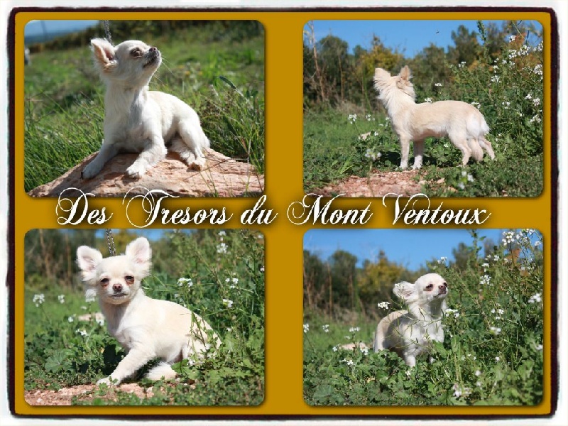 Leony precious pearl des Tresors du Mont Ventoux