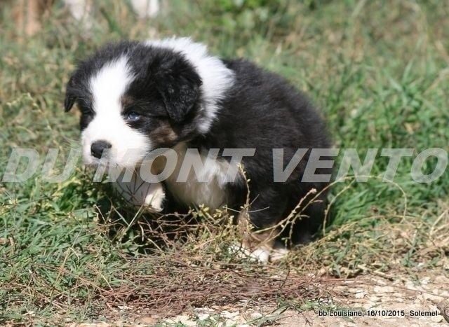 Publication : des Tresors du Mont Ventoux