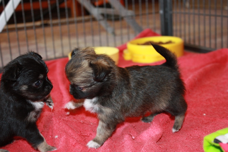 Publication : des Tresors du Mont Ventoux Auteur : VANESSA GROSSEMY