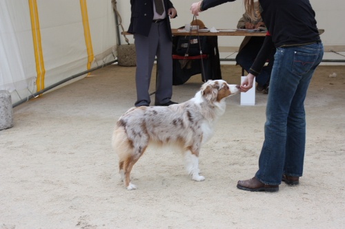 Babet dite biscotte Des doux angelots - EXCELLENT