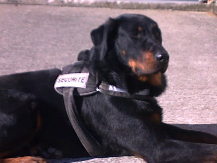 Publication : des feux celestes