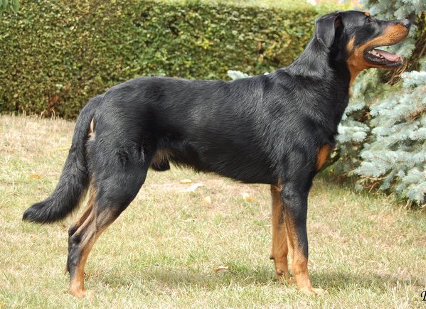 Publication : des feux celestes Auteur : CORINNE GAMBIER