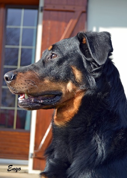 Publication : des feux celestes Auteur : CORINNE GAMBIER