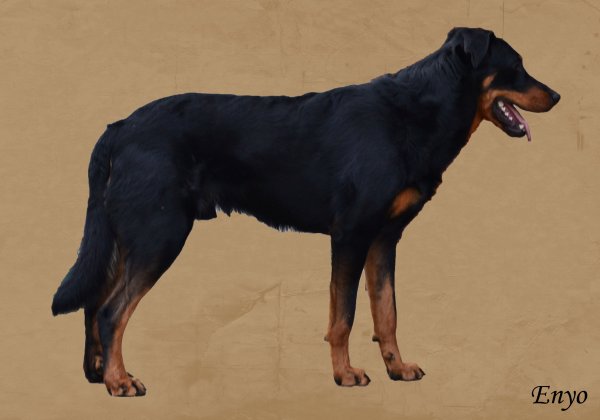 Publication : des feux celestes Auteur : CORINNE GAMBIER