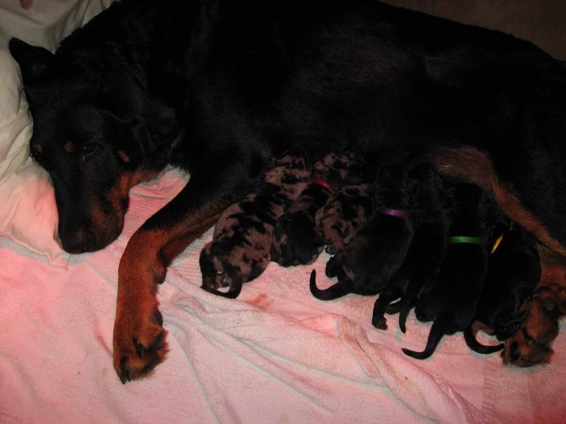 Publication : des feux celestes