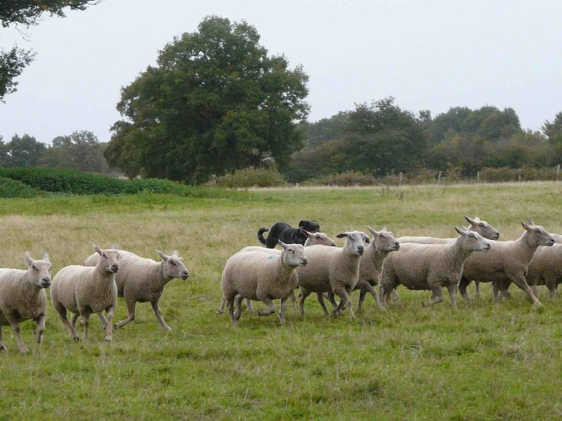 Publication : des feux celestes Auteur : CORINNE GAMBIER