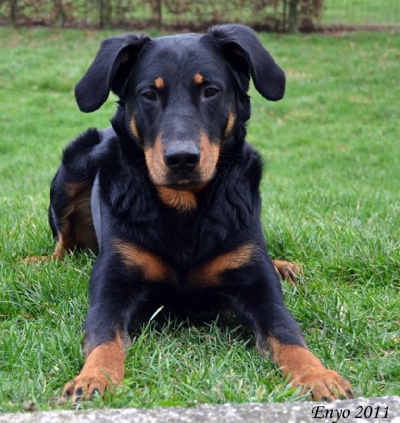 Publication : des feux celestes Auteur : CORINNE GAMBIER