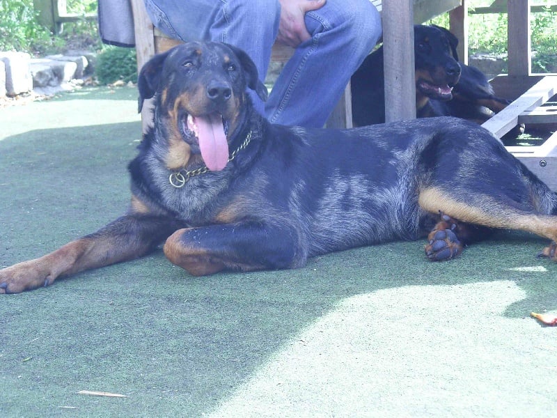 Publication : des feux celestes