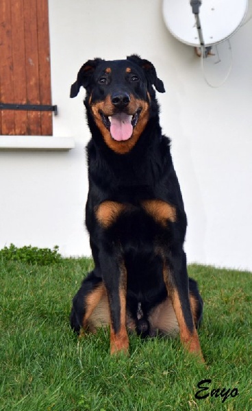 Publication : des feux celestes Auteur : CORINNE GAMBIER